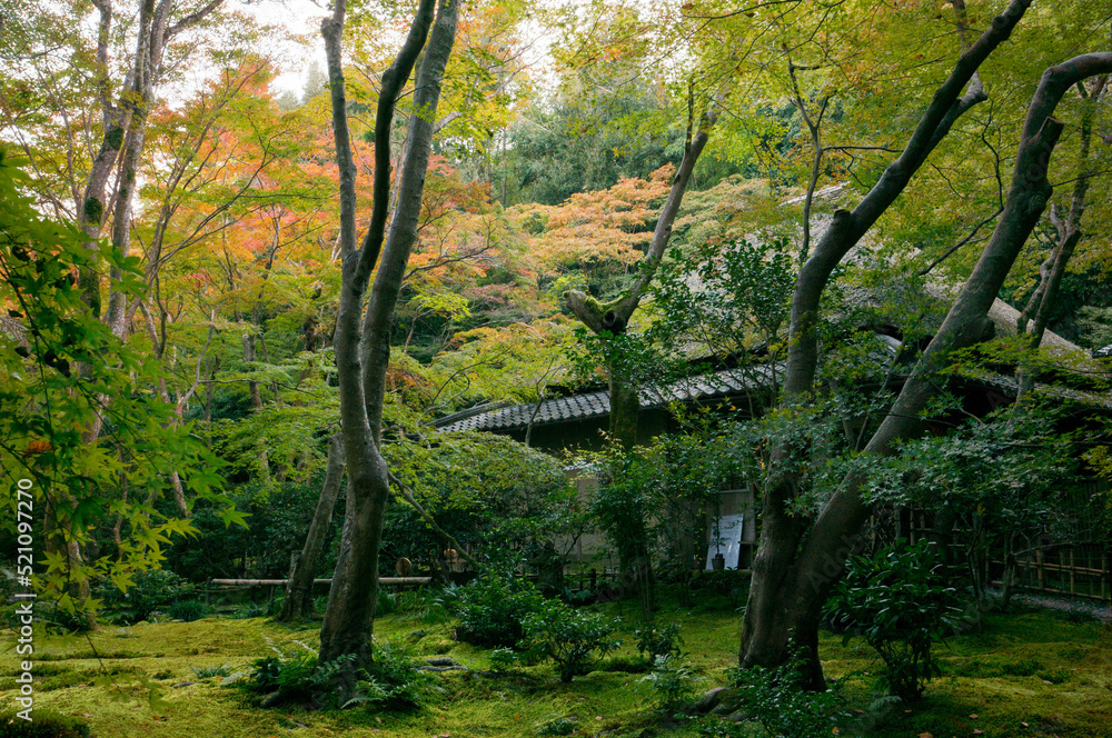 Fototapeta premium 京都 晩夏の祇王寺の美しい新緑