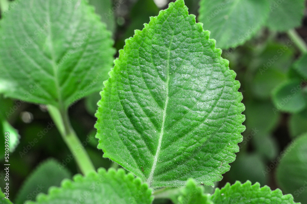 Macro leaf texture. Radiant green that enchants. Macro leaf texture. Radiant green that enchants.