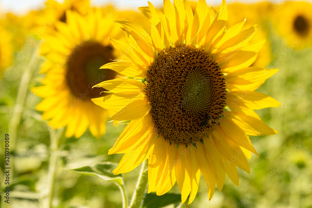 sunflower fields , yellow background sunflower fields , yellow background