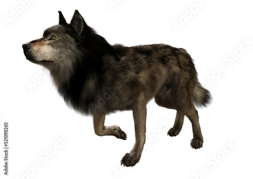 A 3d digital render of a wolf isolated with transparent background