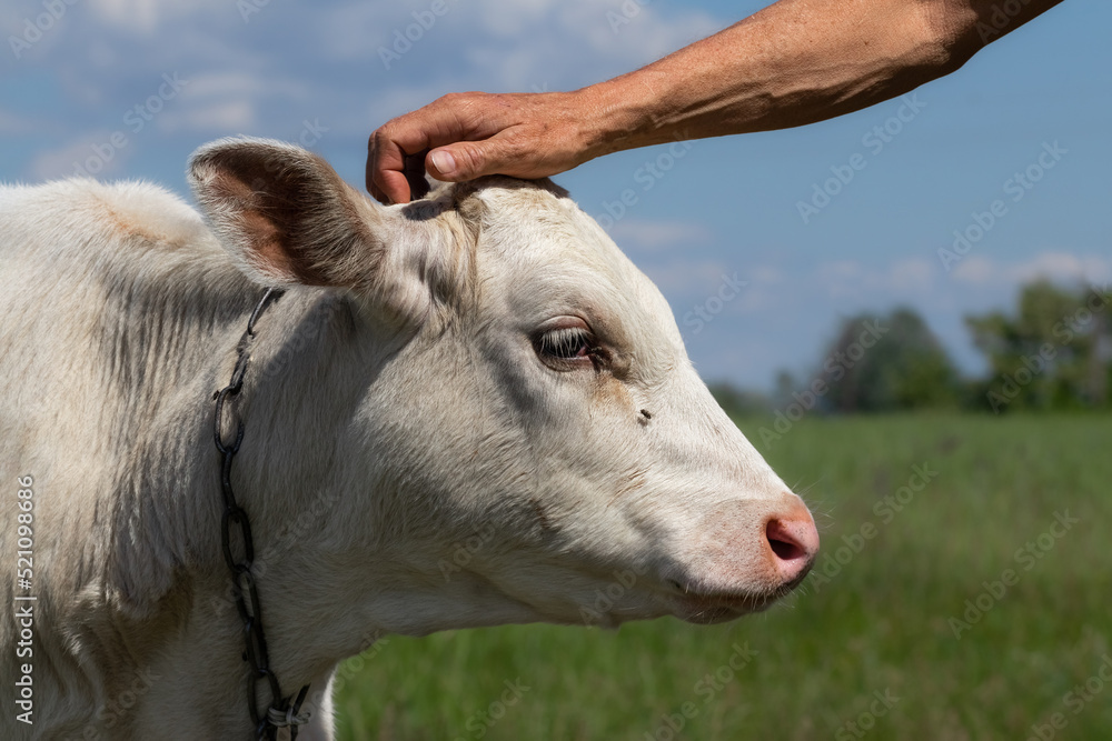 A man's hand pats the head of a cute white calf. The concept of care and love for animals. A man's hand pats the head of a cute white calf. The concept of care and love for animals.