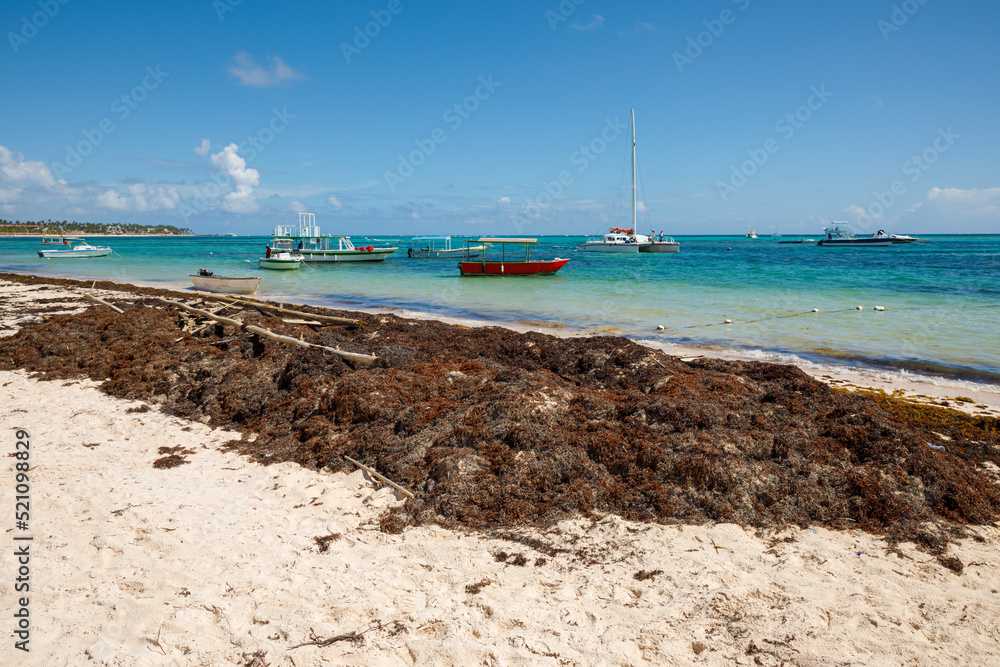 07.24.2022. Dominican Republic Bavaro Punta cana provinces La Altagracia. Seaweed on the beach. Algae sargassum. Caribbean ecological problem.