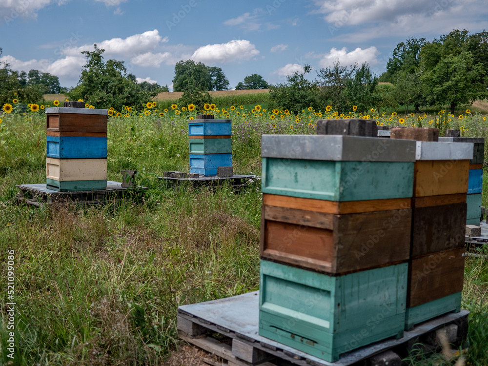 Bienenkästen neben einem Sonnenblumenfeld Bienenkästen neben einem Sonnenblumenfeld