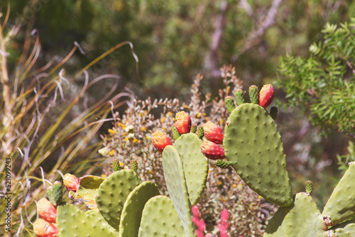 Edible delicacy Nopal opuntia cactus flaunts bold red prickly pear fruit almost ripe for harvest under the hot desert sun