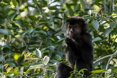 Monkey Cai in the jungle of Iguazu