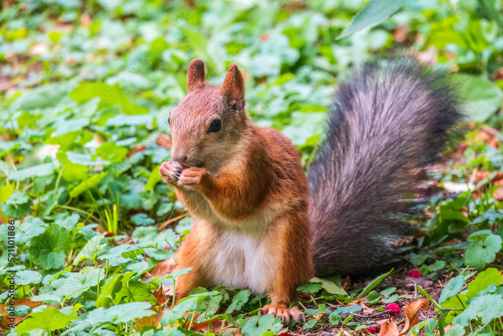 Autumn squirrel on green grass with fallen yellow leaves Autumn squirrel on green grass with fallen yellow leaves