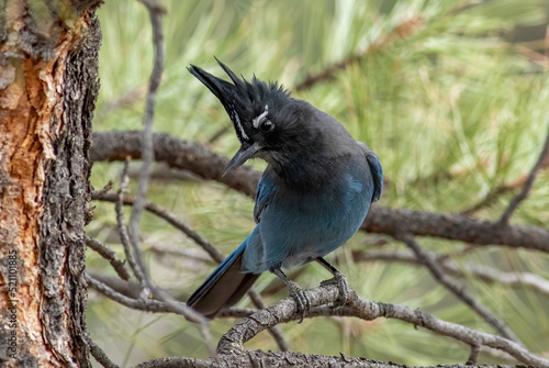 Steller's Jay perched in a pine tree.  photo
