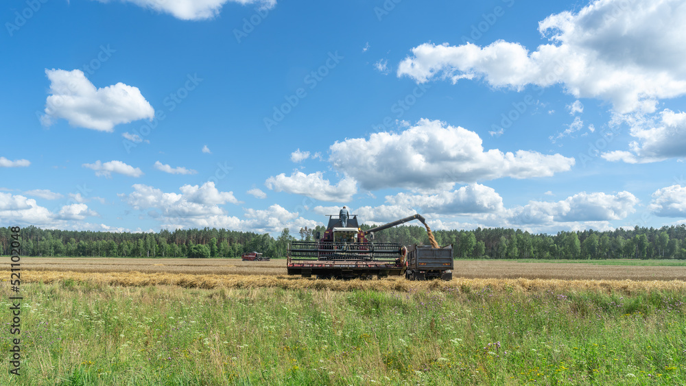 Fototapeta premium Combine harvester harvesting on the field. Harvesting wheat. Harvester machine working in field.