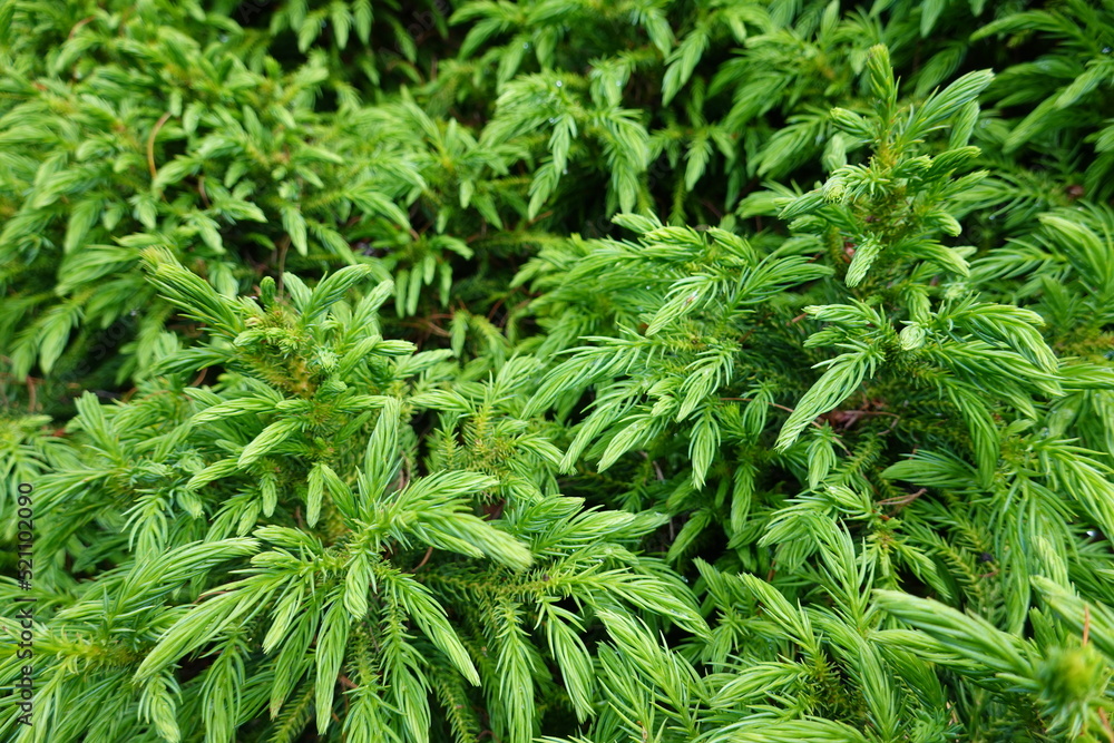 Cryptomeria japonica Koshyi is a flattenedglobose to spreading dwarf