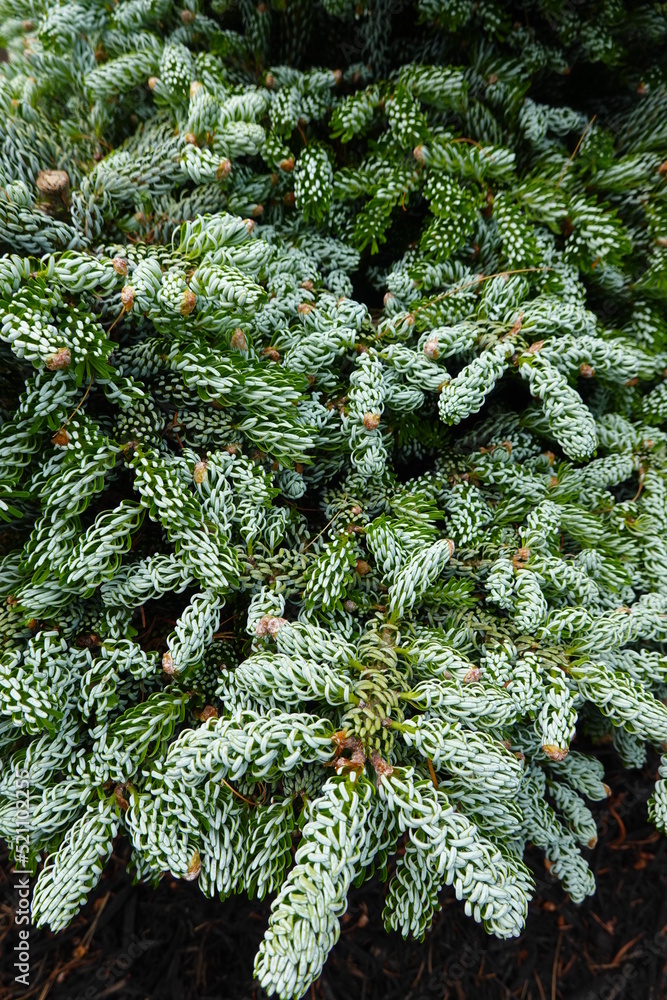 Kohout's Icebreaker Korean Fir is a dwarf conifer which is primarily valued in the garden for its decidedly oval form.