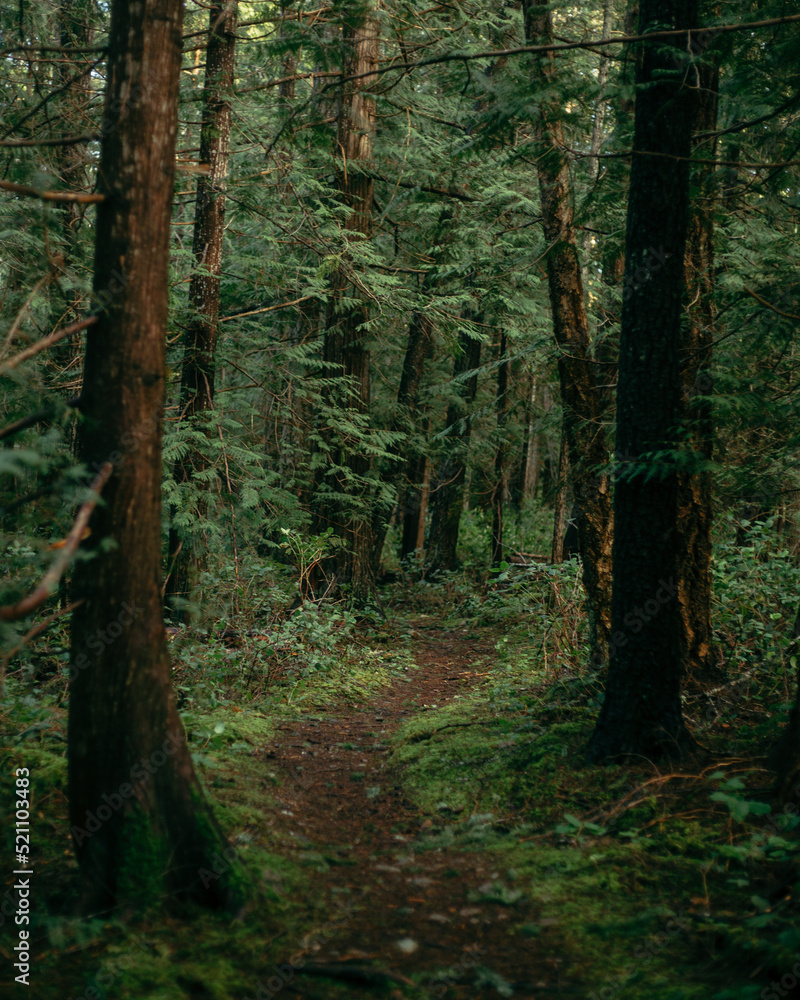 Trail through a dark green forest, mossy and overgrown