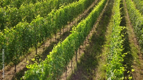 Vineyard Agriculture in Barbaresco, Monferrato Piedmont, Wine Production photo