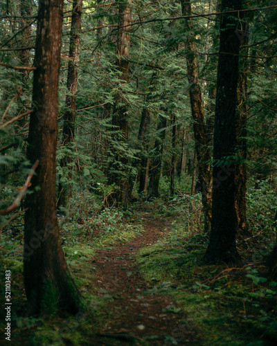 Trail through a dark green forest, mossy and overgrown