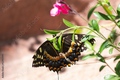 Papilio palamedes Palamedes swallowtail butterfly suns its open wings among pink flowers in the sunny botanical garden photo