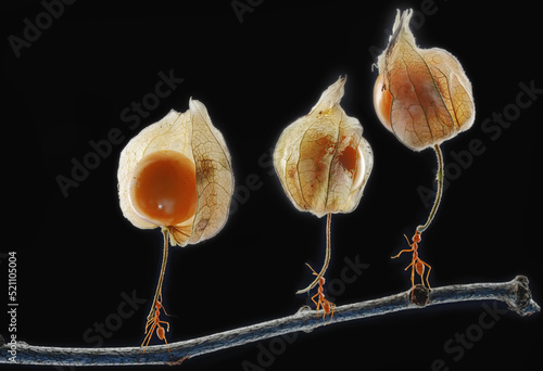 Concept photo of three weaver ants lifting wild plant fruit. This bright red ant has the scientific name Oecophylla smaradigna. photo