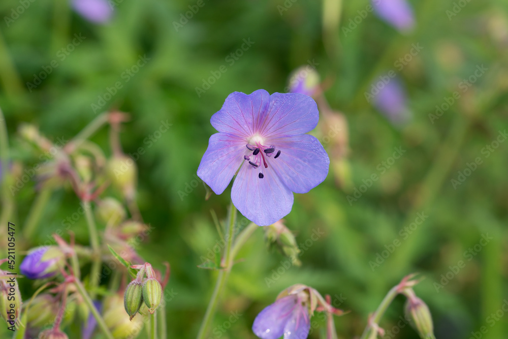 Geranium pratense,  meadow geranium violet flowers closeup selective focus