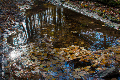 Autumn leaves lying on the watercourse