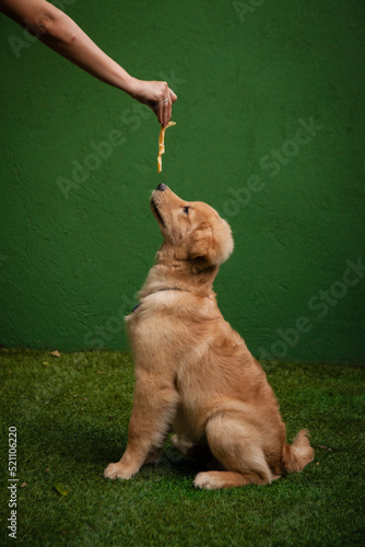 Mão de tutor oferecendo recompensa para filhote de cachorro da raça golden retriever, que  está sendo adestrado para o comando de sentar, sentado em grama sintética, num fundo verde.