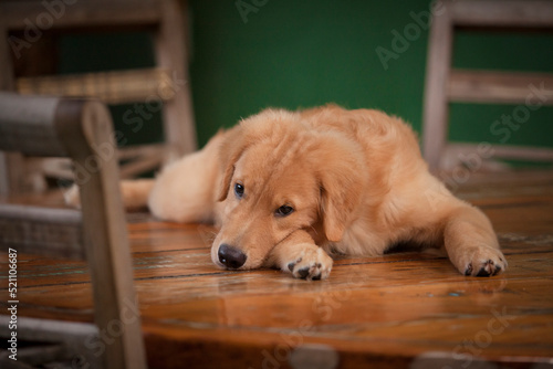 Filhote de cachorro da ra  a Golden Retriever deitado em cima de uma mesa de madeira.