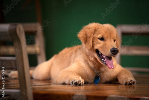 Filhote de cachorro da raça Golden Retriever deitado em cima de uma mesa de madeira.