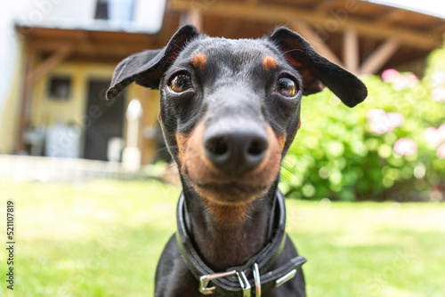 Funny portrait of a cute miniature pinscher dog in a garden outdoors. The dog is looking curiously into the camera © Annabell Gsödl