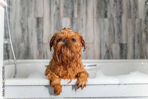 Wet dog. Brussels Griffon in the bathroom. Groomer washes the dog.