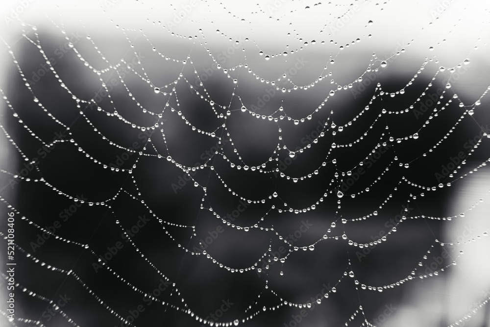 Beautiful natural background with a necklace of water drops on a cobweb in the grass in spring summer. The texture of the dew drops on the web in nature macro macro with soft focus. Beautiful natural background with a necklace of water drops on a cobweb in the grass in spring summer. The texture of the dew drops on the web in nature macro macro with soft focus.