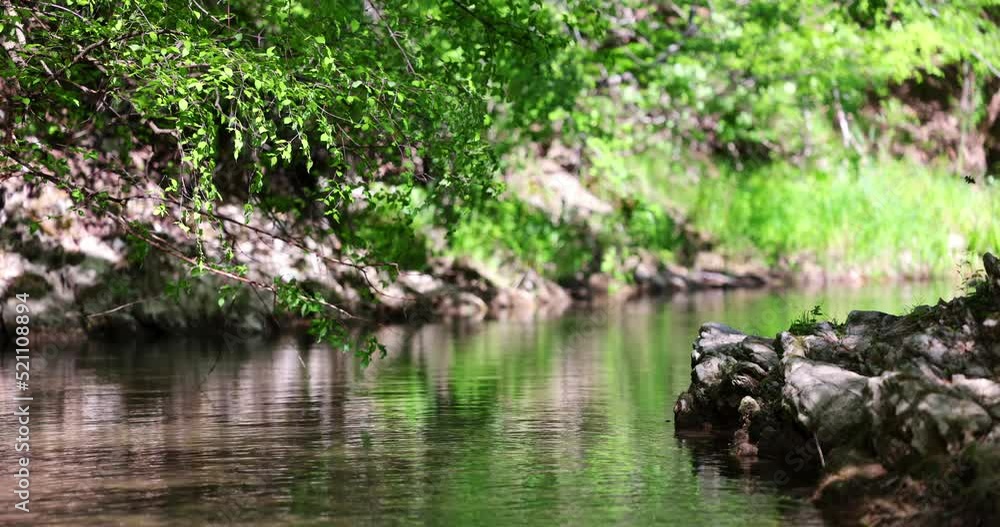 Nature landscape of forest river, flowing Alps stream with stones on sunny day, 4K video Nature landscape of forest river, flowing Alps stream with stones on sunny day, 4K video