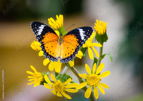 Leopard Lacewing butterfly on yellow flowers at the butterfly garden in Pine Mountain Georgia. photo