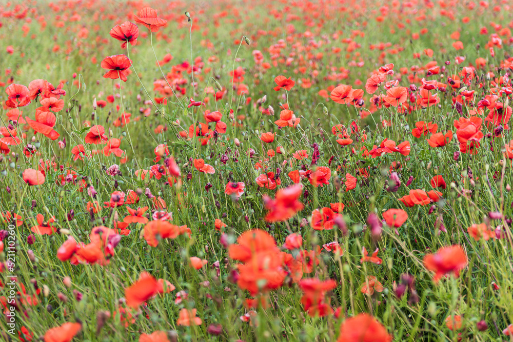 Beautiful field of red poppies in summer day, Latvia. Selective focus. Beautiful field of red poppies in summer day, Latvia. Selective focus.