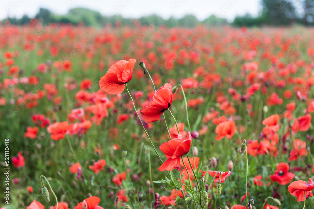 Fototapeta premium Beautiful field of red poppies in summer day, Latvia. Selective focus.