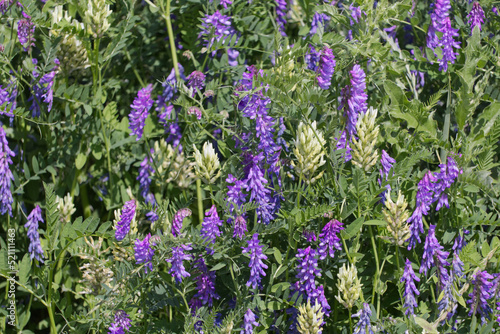 Wildflowers Blooming in the Field