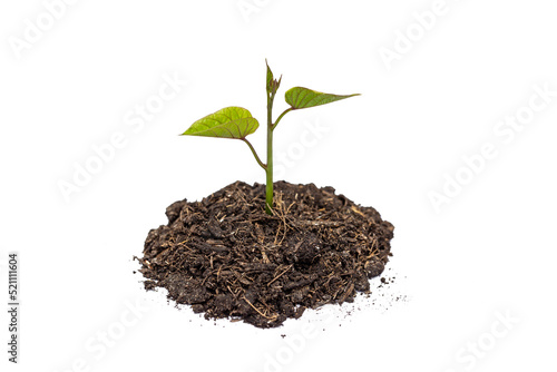 Different small-sized trees are growing on the ground. Concepts of growth