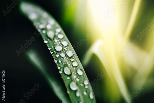 water droplets on the leaves during the rainy season