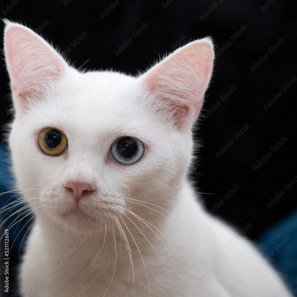 Portrait of a cute white cat with heterochromia iridis Portrait of a cute white cat with heterochromia iridis