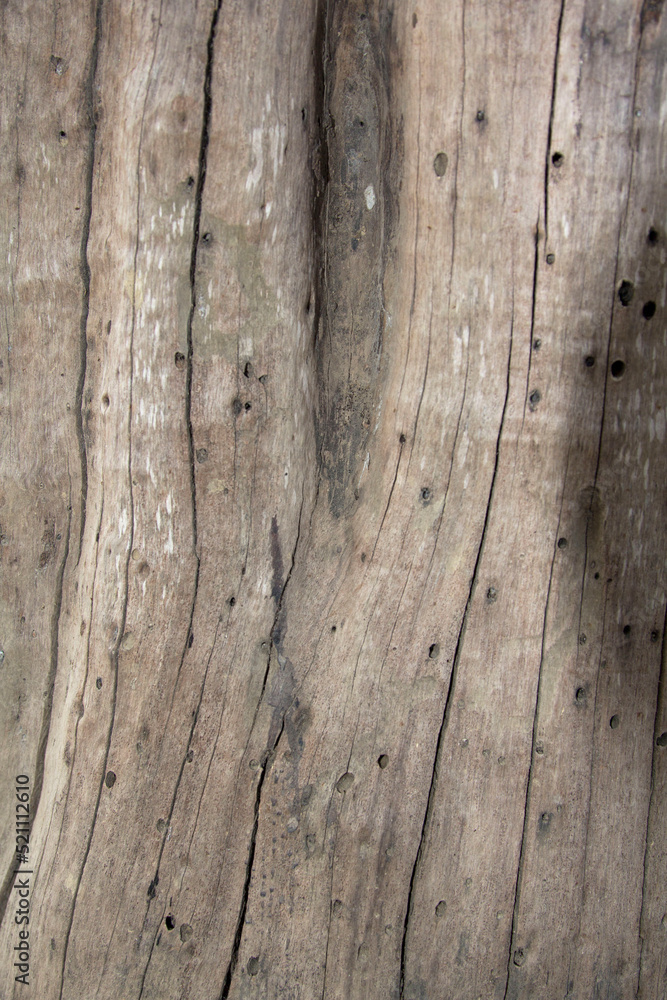 Older logs with naturally occurring fungi with naturally beautiful erosion and borer bites are a natural cycle to create and destroy. Older logs with naturally occurring fungi with naturally beautiful erosion and borer bites are a natural cycle to create and destroy.
