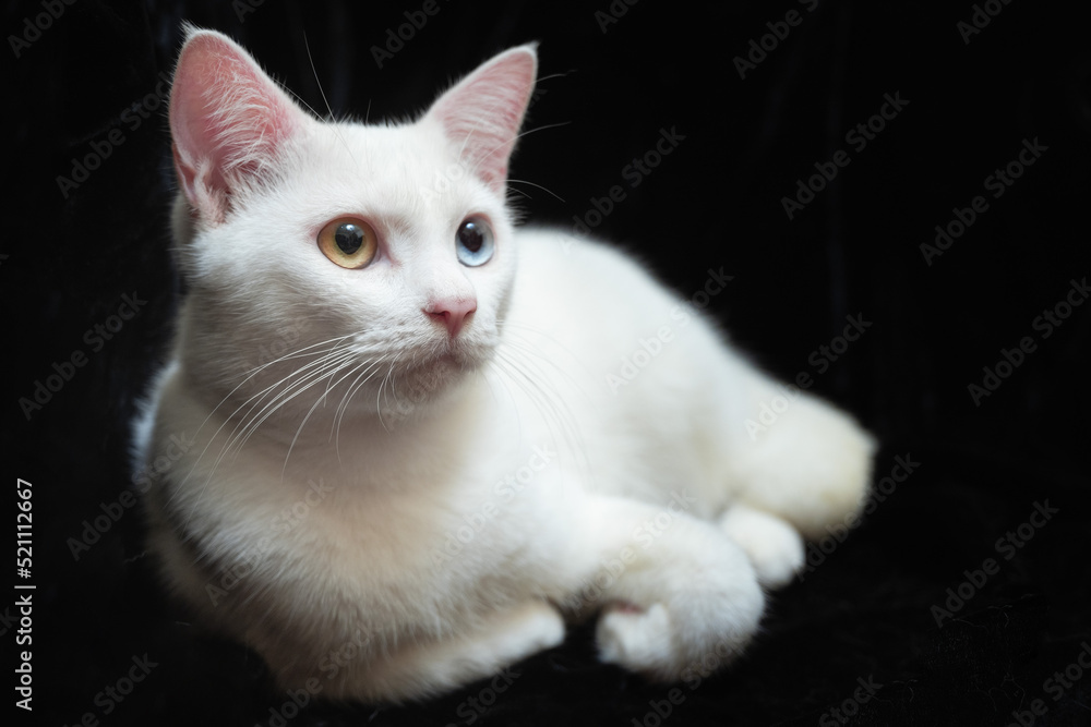 Portrait of a cute white cat with heterochromia iridis