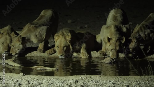 Lion pride drinks water from a watering hole at night, slow panning shot.