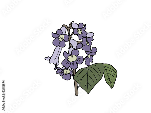 キリ　県花（岩手県）