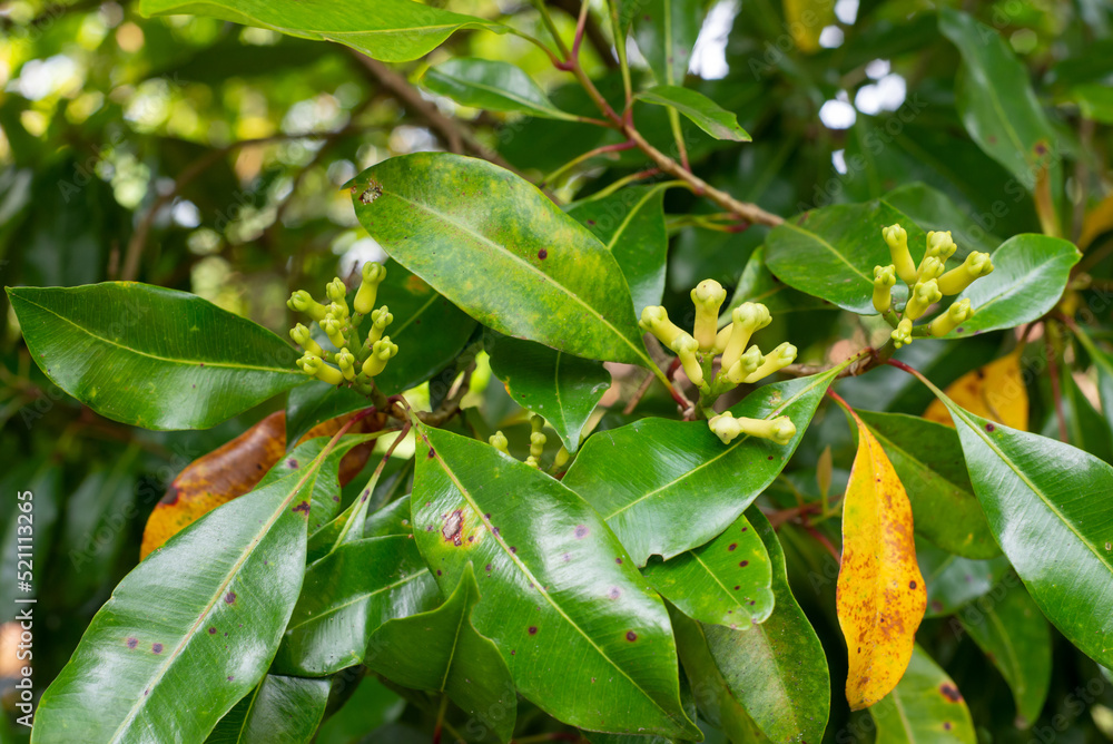 close up of  clove leaves of tree