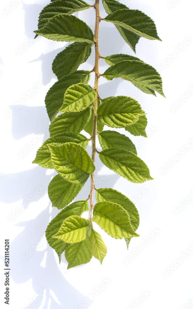 cherry tree leaves on a white background. cherry tree leaves on a white background.