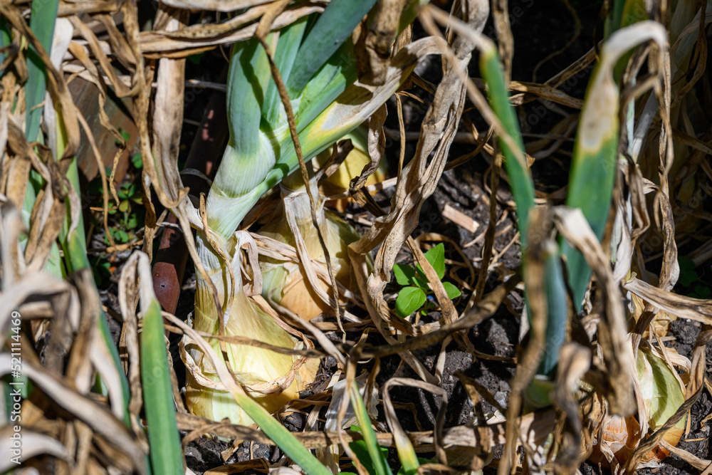 Closeup of onions growing in a field on a sunny summer day, flavorful ingredient for cooking
