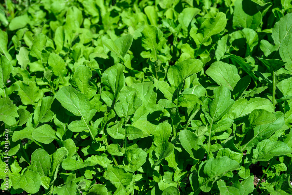 Arugula, healthy leafy greens used in Rocket salad, and other salads, summer abundance
Arugula, healthy leafy greens used in Rocket salad, and other salads, summer abundance