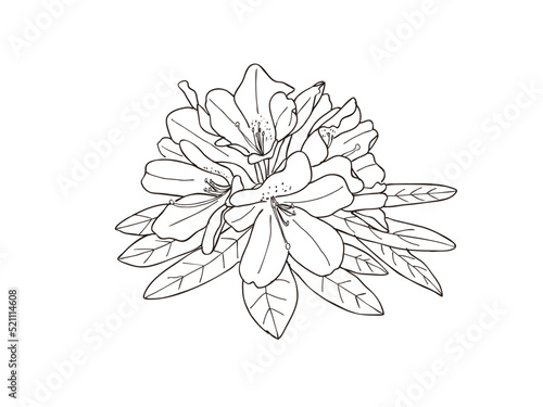 シャクナゲ　県花（滋賀県）