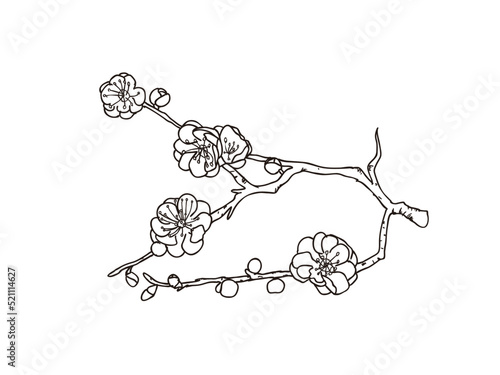 ウメ　県花（和歌山県）