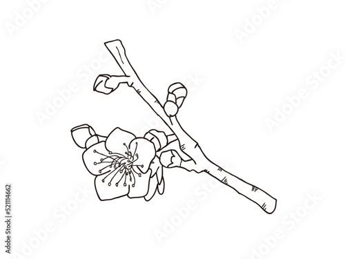 ウメ　県花（福岡県）