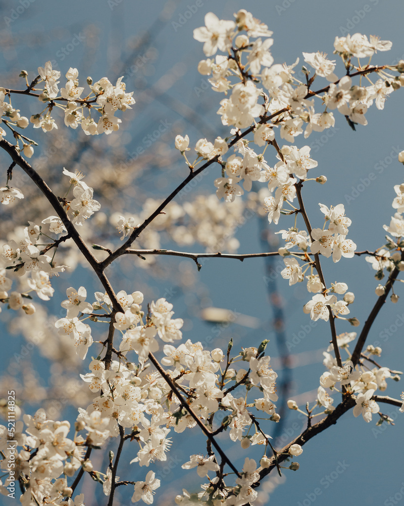 Plum tree filled with white flowers against the sky Plum tree filled with white flowers against the sky