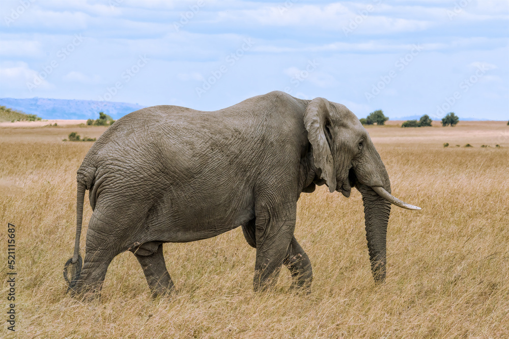 Fototapeta premium lone african elephant walking in savanna grassland at Masai Mara National Reserve Kenya