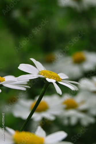 Daisy flower.