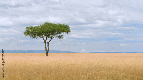 savanna grassland ecology with lone tree at Masai Mara National Reserve Kenya photo